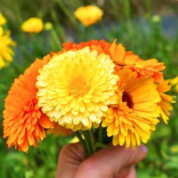 Calendula (گل اشرفی) – 30+ Seeds (WINTER) - Image 3