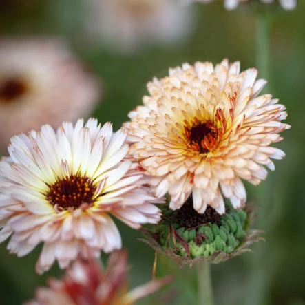 Calendula Sunset Buff – 20+ Seeds (WINTER)