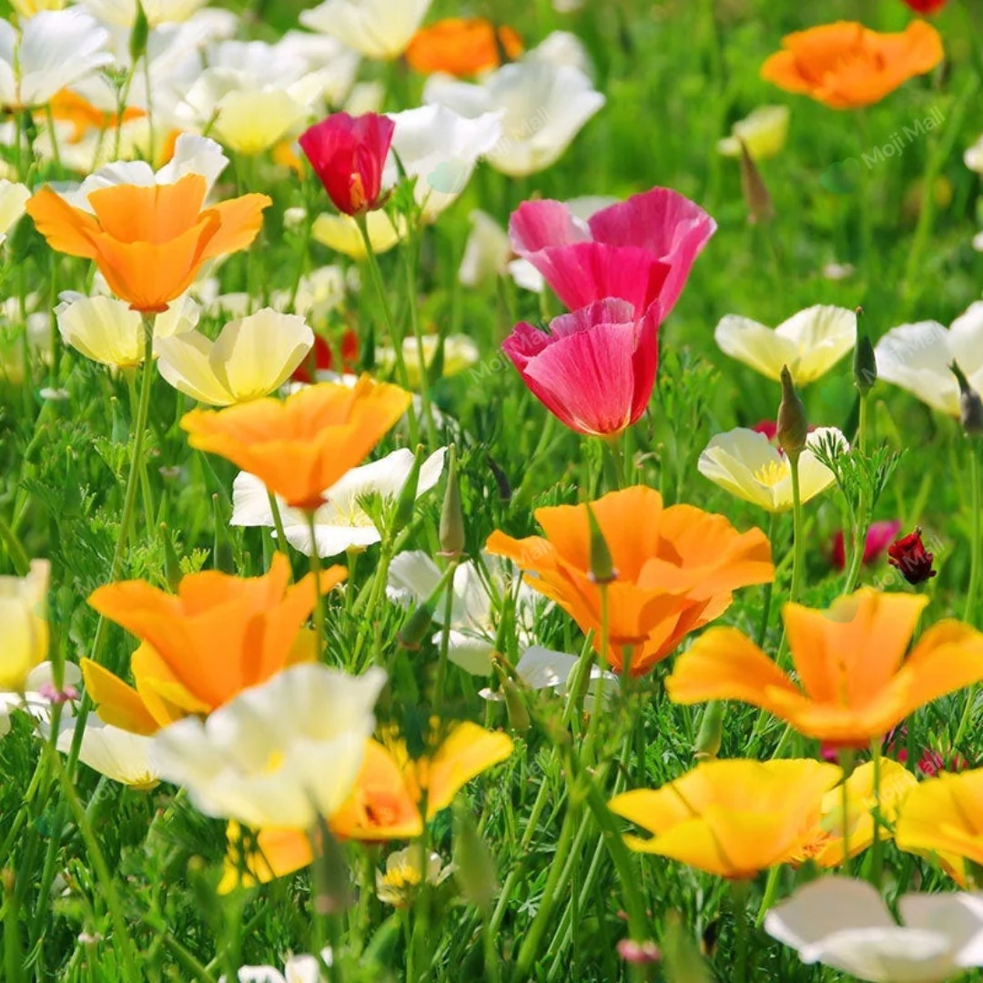 Poppy California – 100+ Seeds (WINTER)