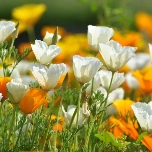 Poppy California – 100+ Seeds (WINTER) - Image 2