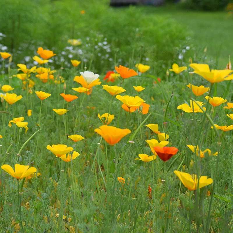 Poppy California – 100+ Seeds (WINTER) - Image 4