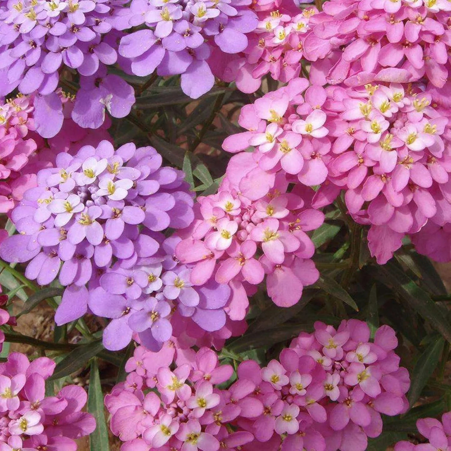 Candytuft Mix – 35+ Seeds - Image 2