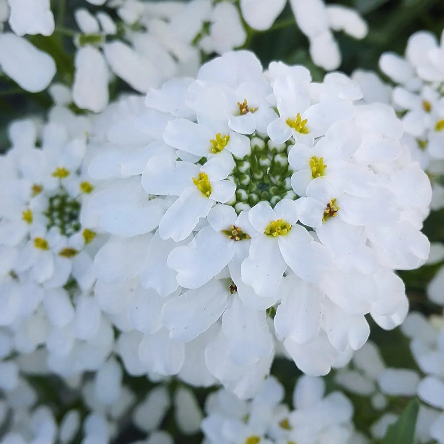 Candytuft Mix – 35+ Seeds - Image 3