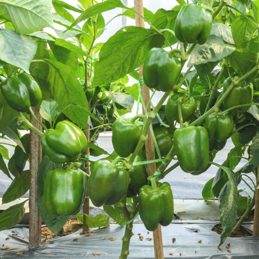 Capsicum Green – F1 Hybrid 25+ Seeds - Image 3