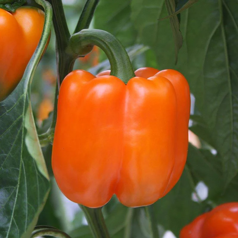 Exotic Vegetables