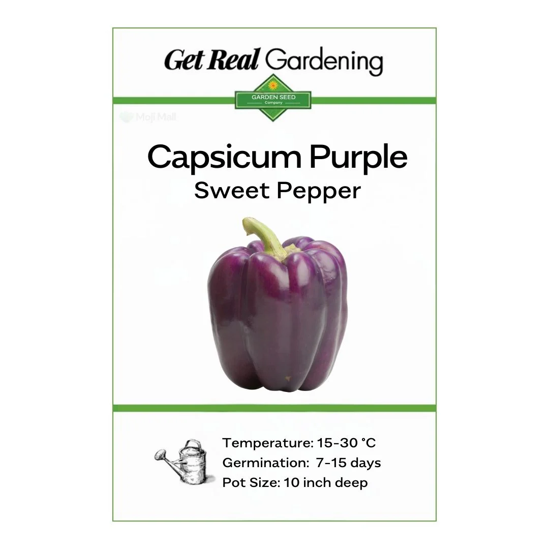Capsicum Purple – F1 Hybrid 10 Seeds - Image 2