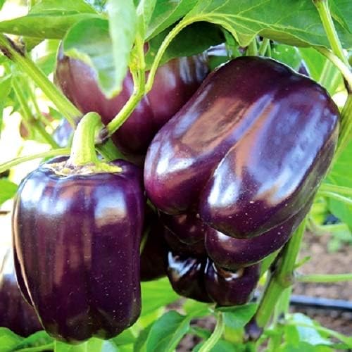 Capsicum Purple – F1 Hybrid 10 Seeds - Image 3