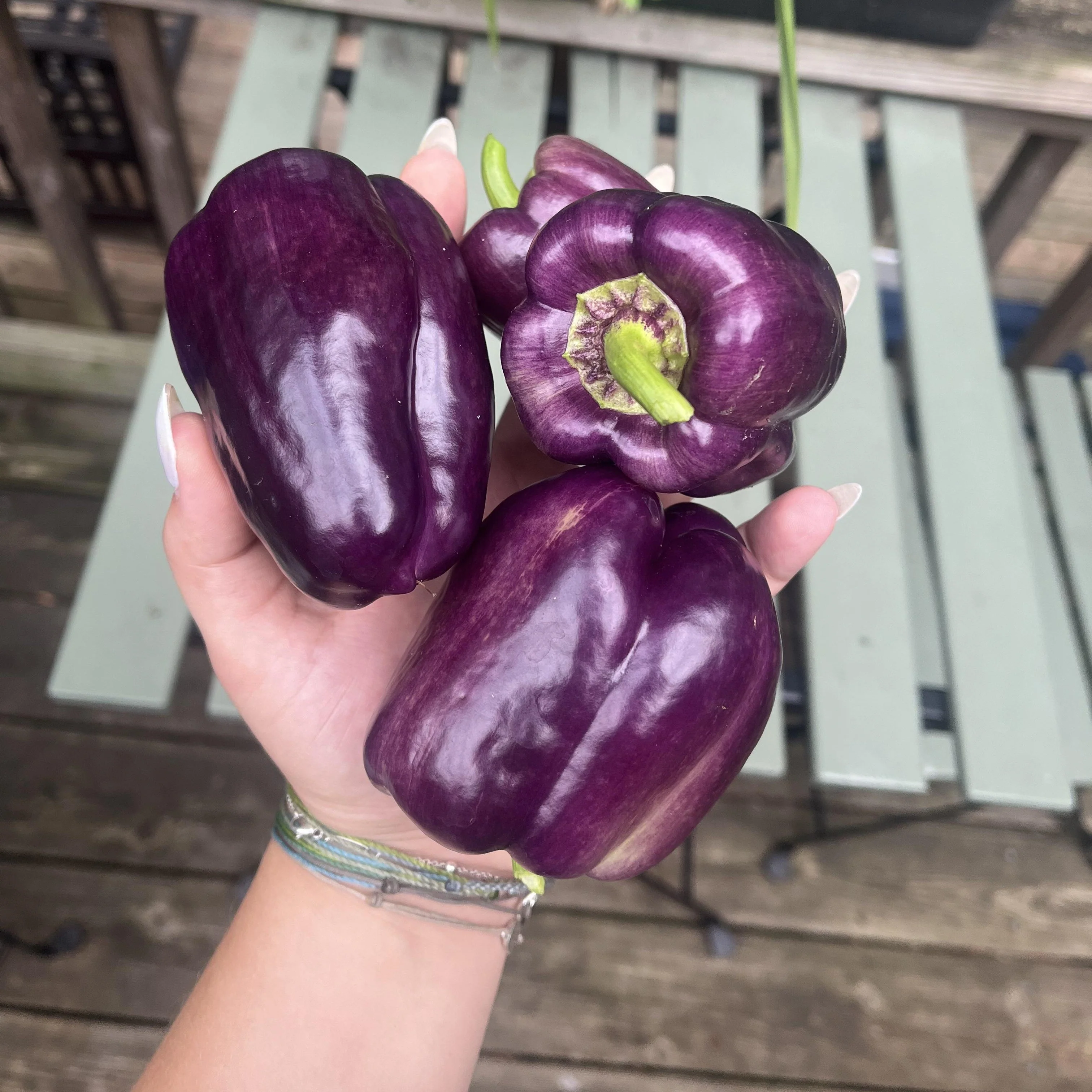 Capsicum Purple – F1 Hybrid 10 Seeds - Image 4
