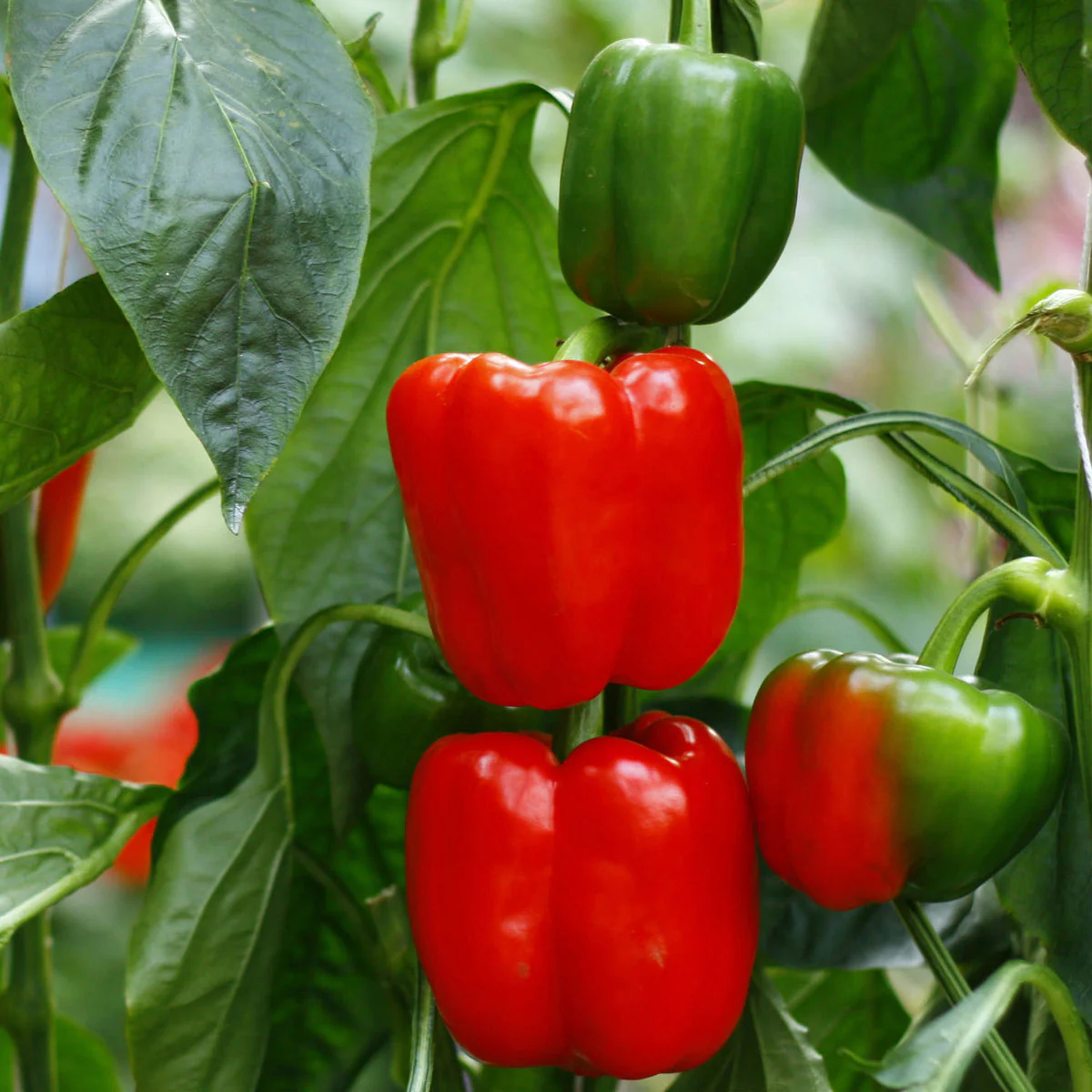 Capsicum Red – F1 Hybrid 10 Seeds - Image 3