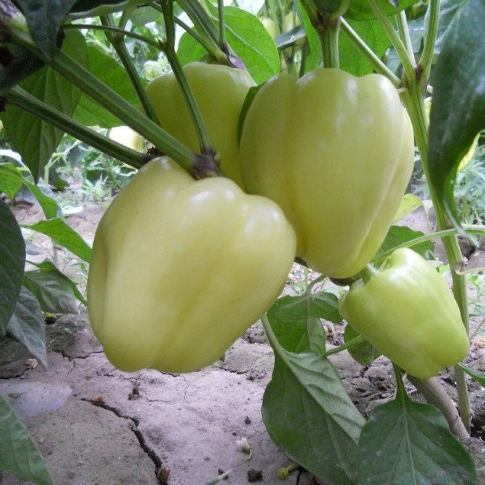 Capsicum White – F1 Hybrid 10 Seeds - Image 3