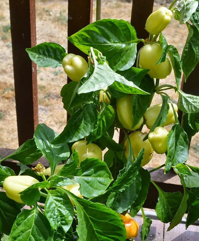 Capsicum White – F1 Hybrid 10 Seeds - Image 4