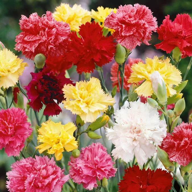 Carnation (گل لہمی) – 50+ Seeds (WINTER) - Image 3