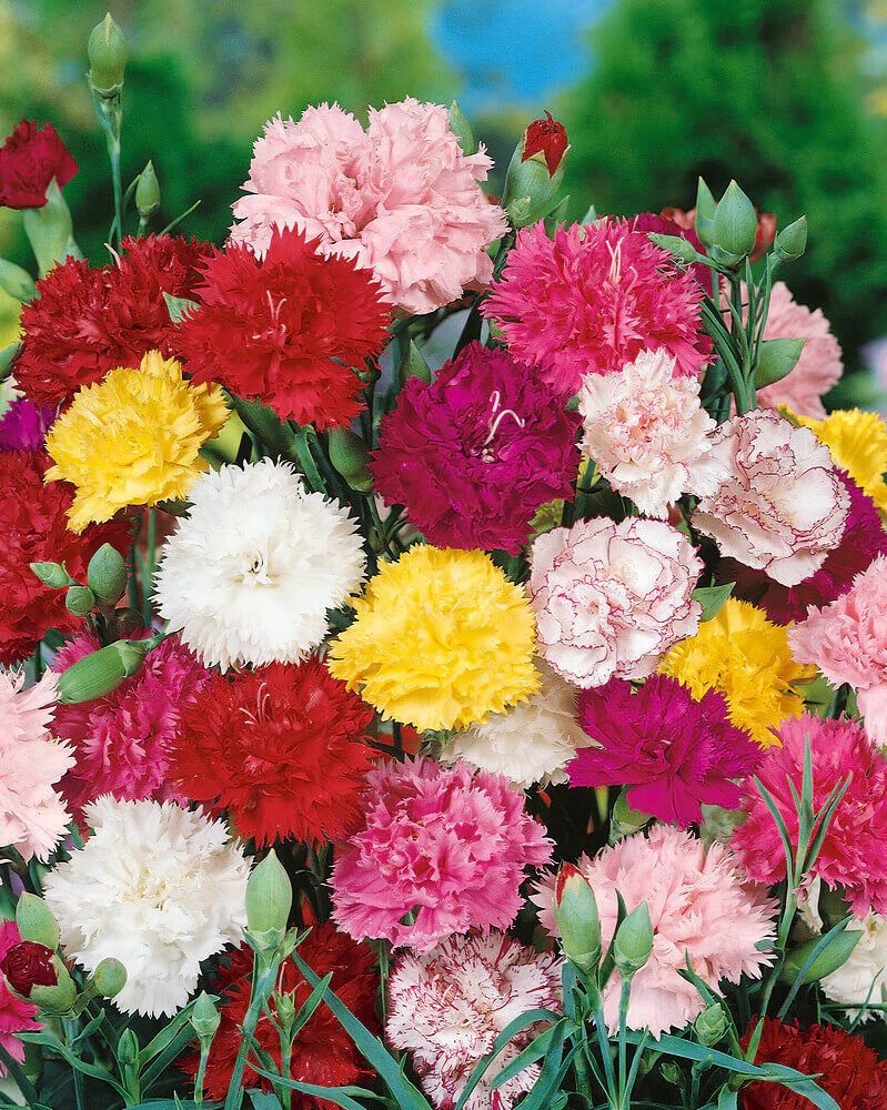 Carnation (گل لہمی) – 50+ Seeds (WINTER) - Image 4