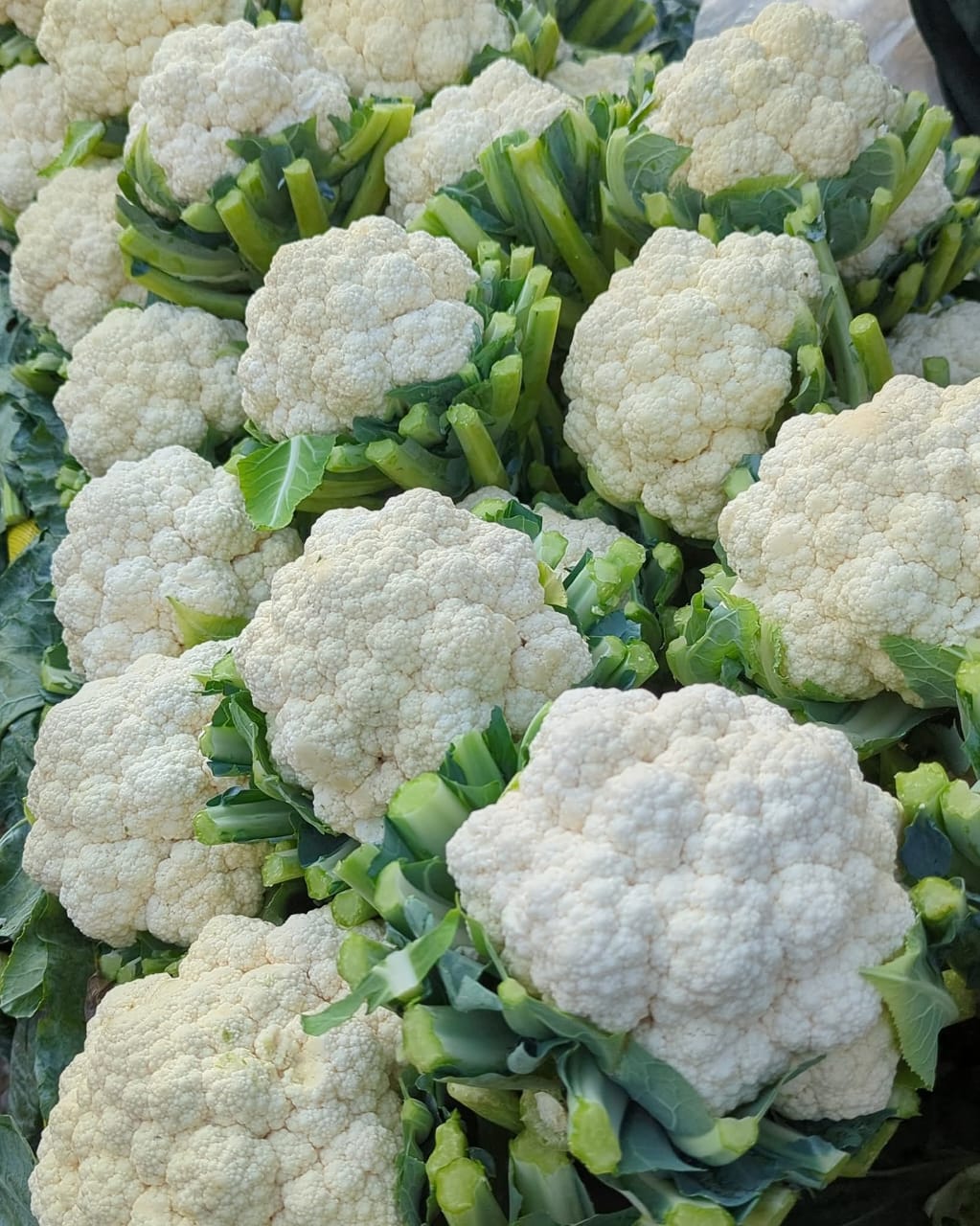 Cauliflower – F1 Hybrid 45+ Seeds - Image 4