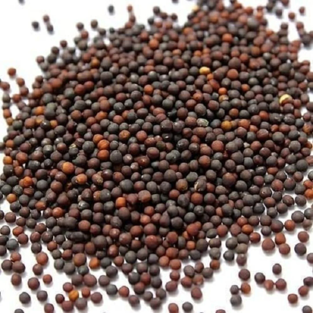 Cauliflower – Microgreens Seeds - Image 2