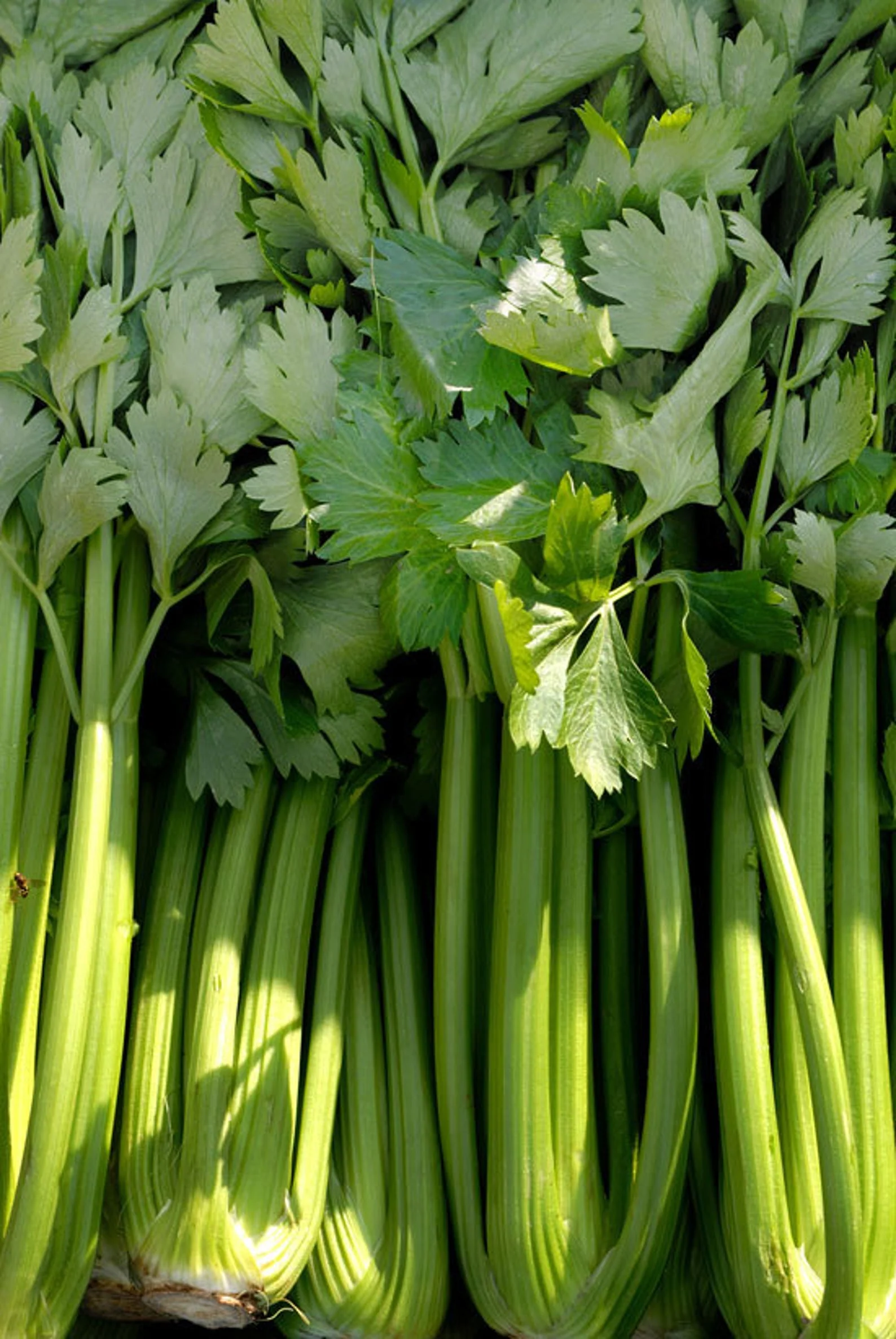 Celery (سیلری کے بیج) – 100+ Seeds - Image 3