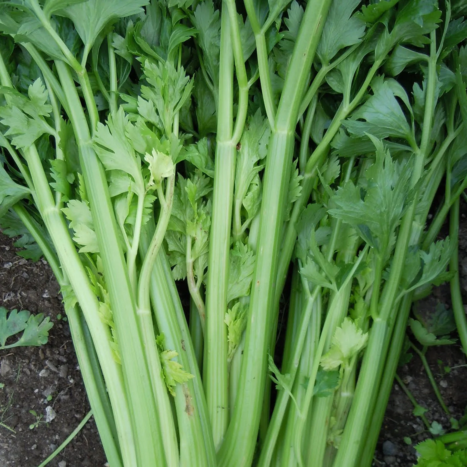 Celery (سیلری کے بیج) – 100+ Seeds - Image 5