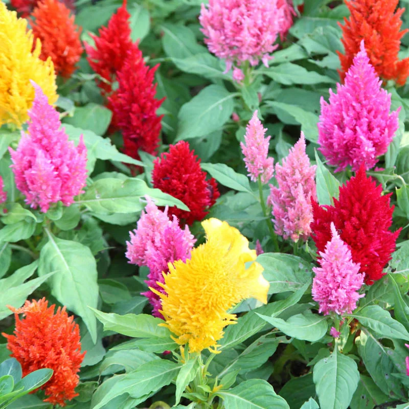 Celosia Plumosa Mix – 70+ Seeds