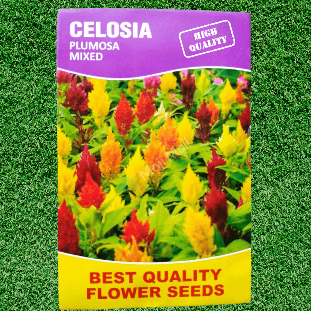 Celosia Plumosa Mix – 70+ Seeds - Image 2