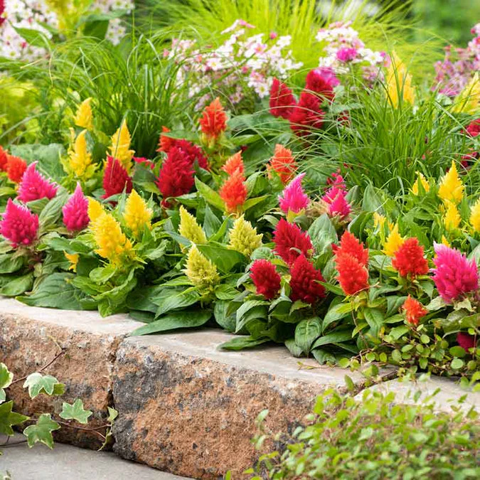 Celosia Plumosa Mix – 70+ Seeds - Image 3