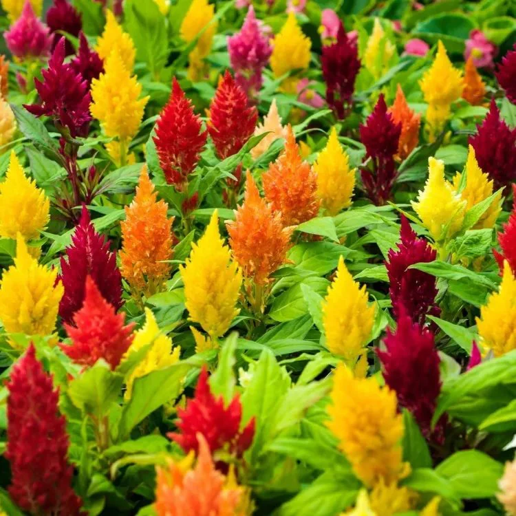 Celosia Plumosa Mix – 70+ Seeds - Image 4