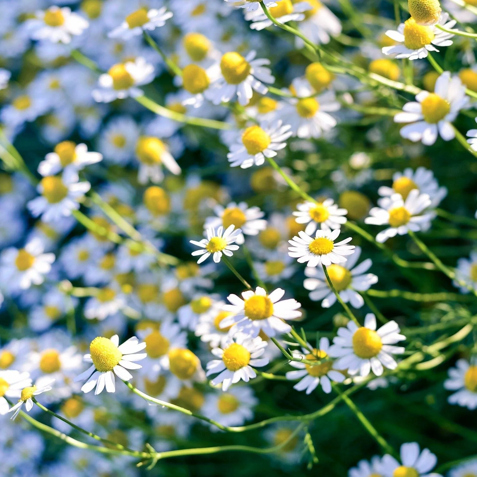Chamomile (گل بابونه کے بیج) – 100+ Seeds - Image 2