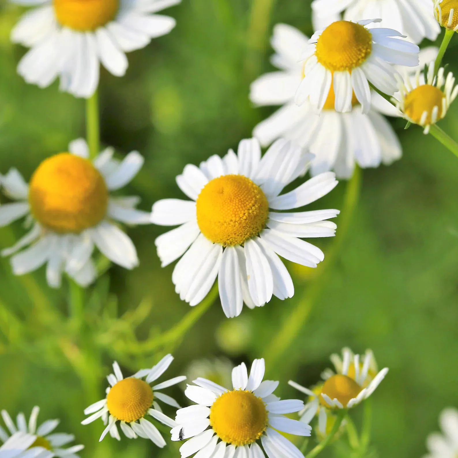 Chamomile (گل بابونه کے بیج) – 100+ Seeds - Image 3