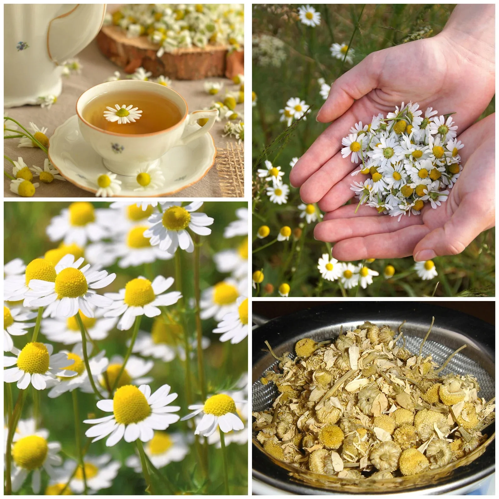 Chamomile (گل بابونه کے بیج) – 100+ Seeds - Image 4