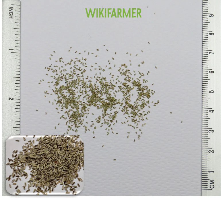 Chamomile (گل بابونه کے بیج) – 100+ Seeds - Image 5