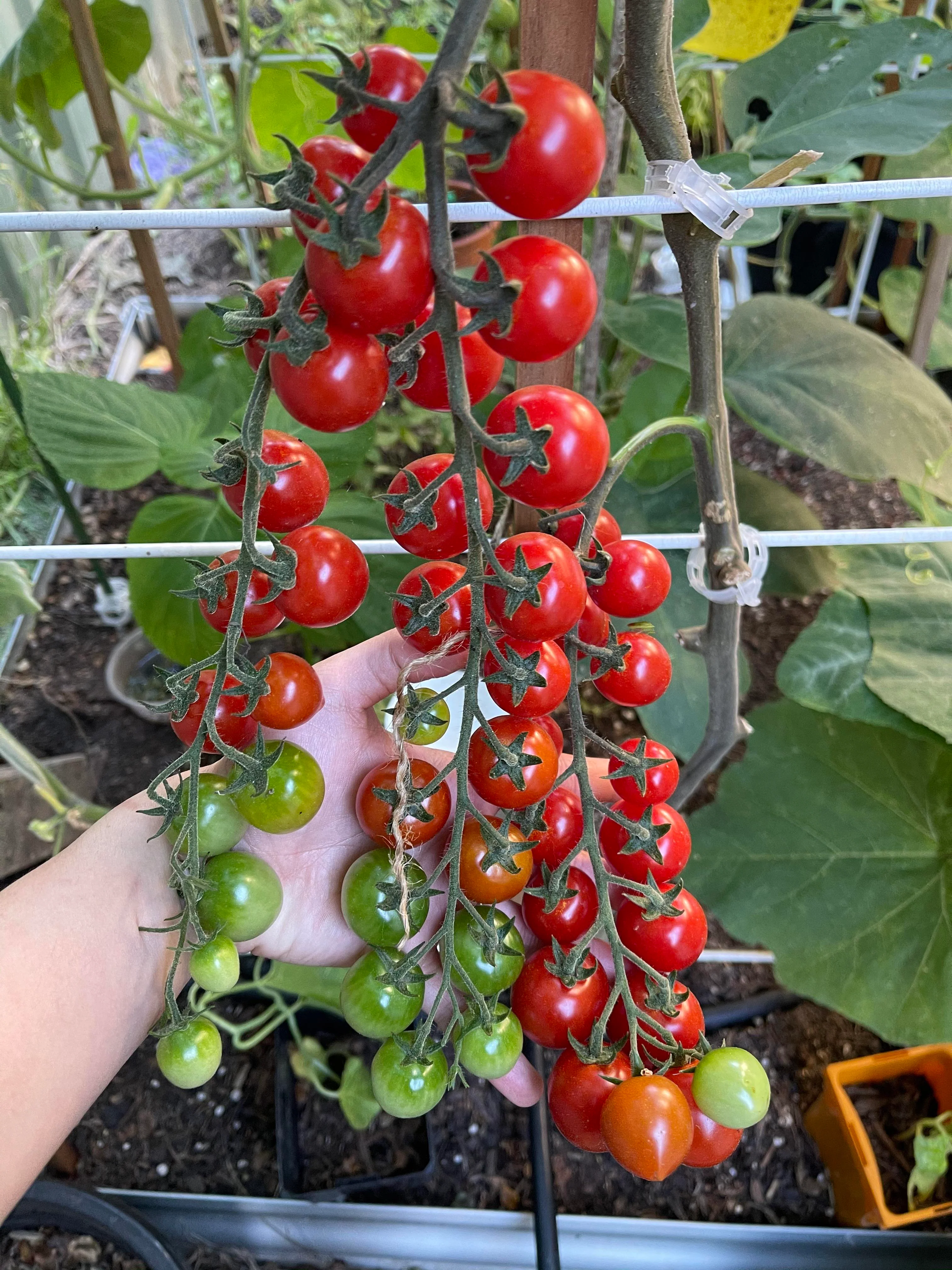 Tomato Cherry – Red Seeds - Image 3