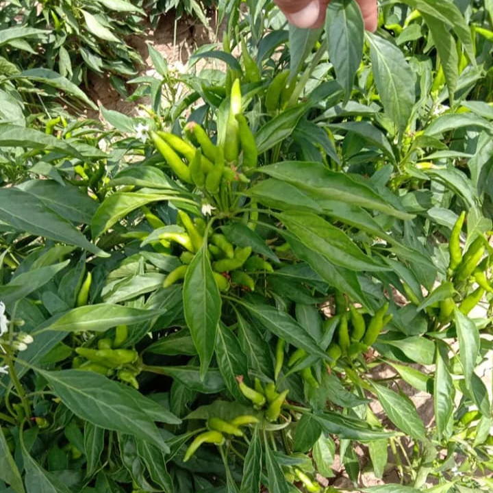 Chili (مرچ) – F1 Hybrid 25+ Seeds - Image 3