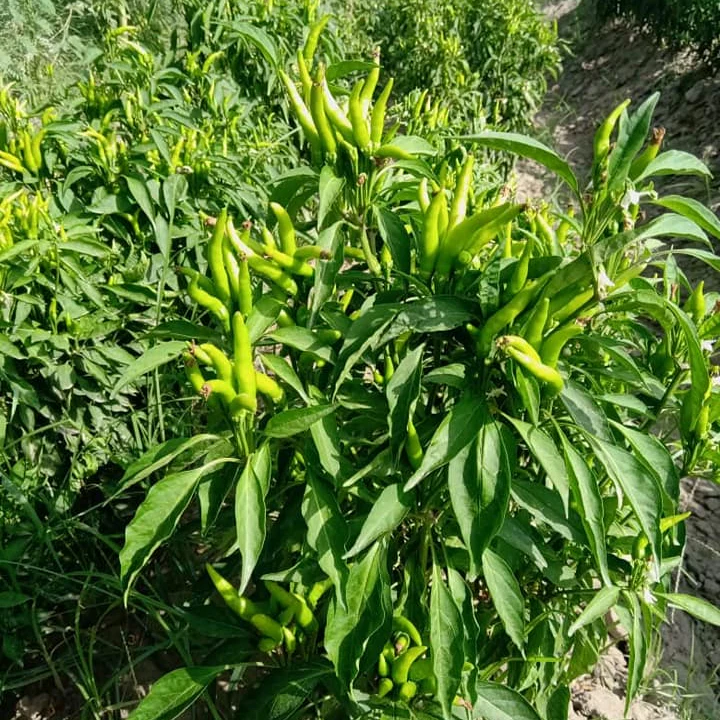Chili (مرچ) – F1 Hybrid 25+ Seeds - Image 4