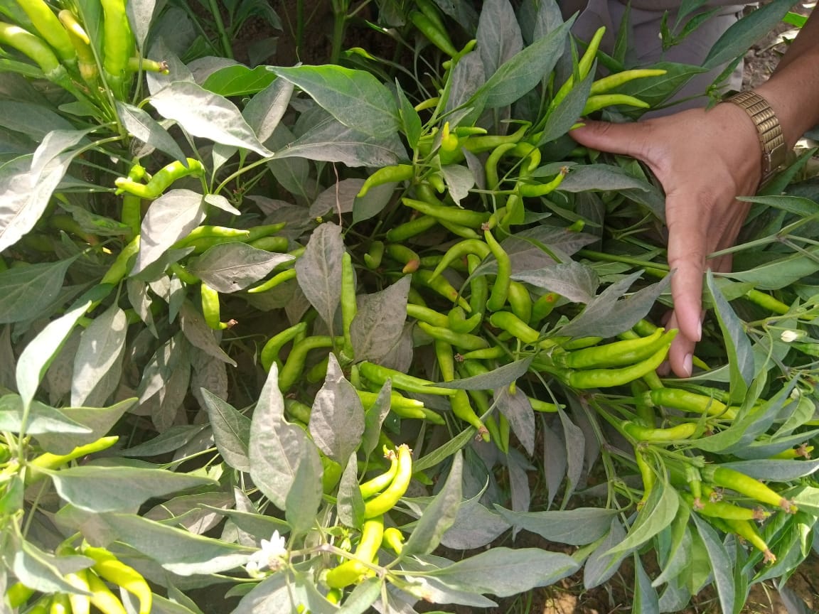 Chili (مرچ) – F1 Hybrid 25+ Seeds - Image 5