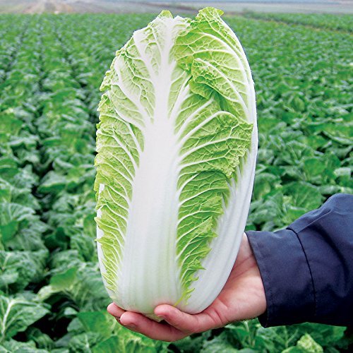 Chinese cabbage – 30+ Seeds