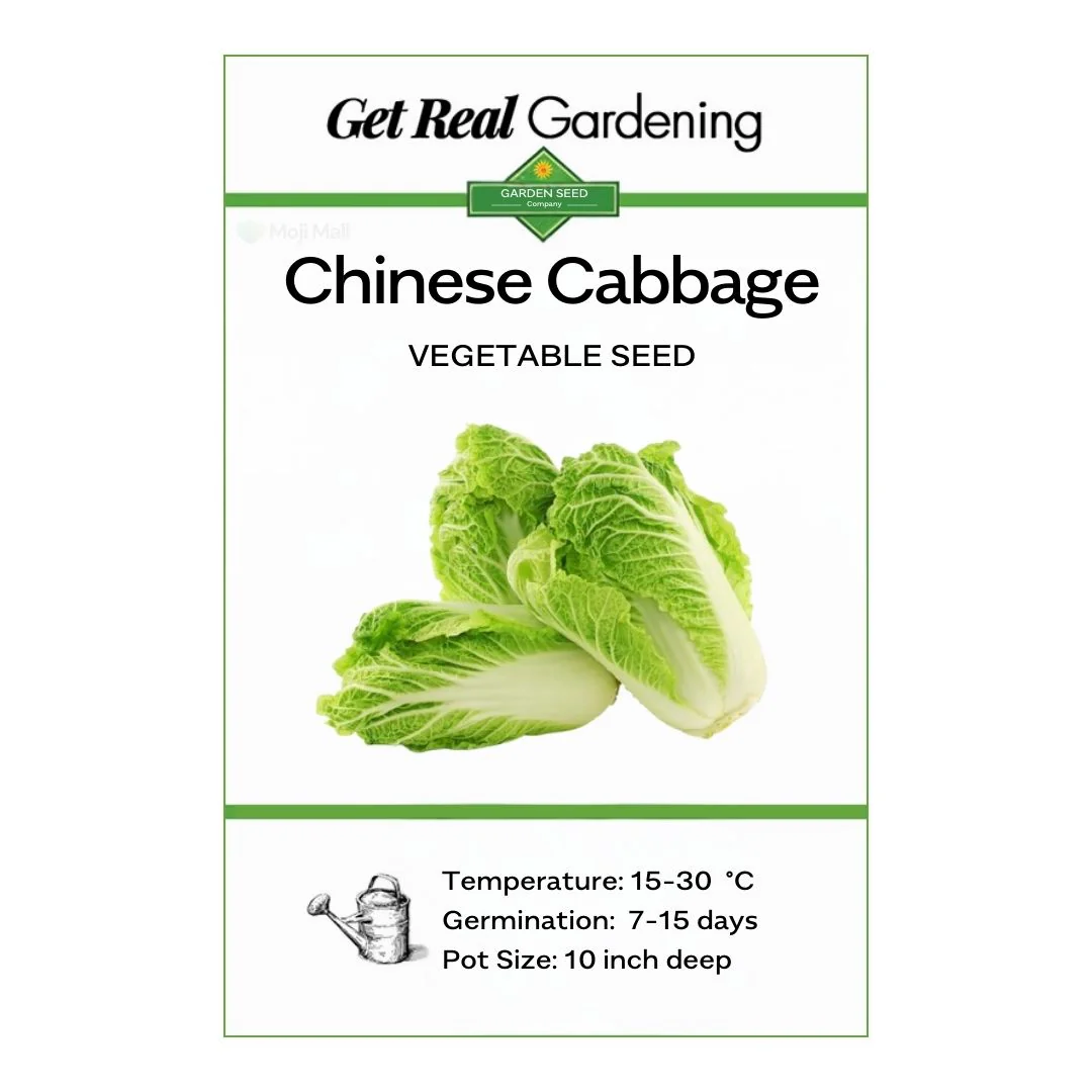 Chinese cabbage – 30+ Seeds - Image 2