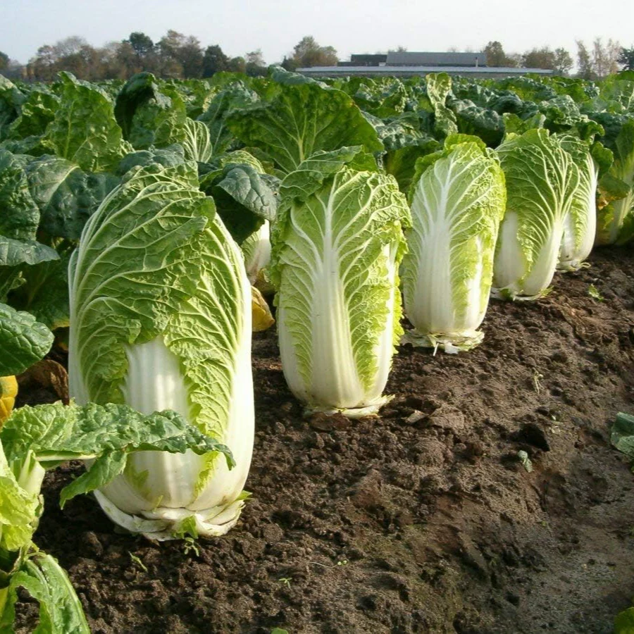 Chinese cabbage – 30+ Seeds - Image 3
