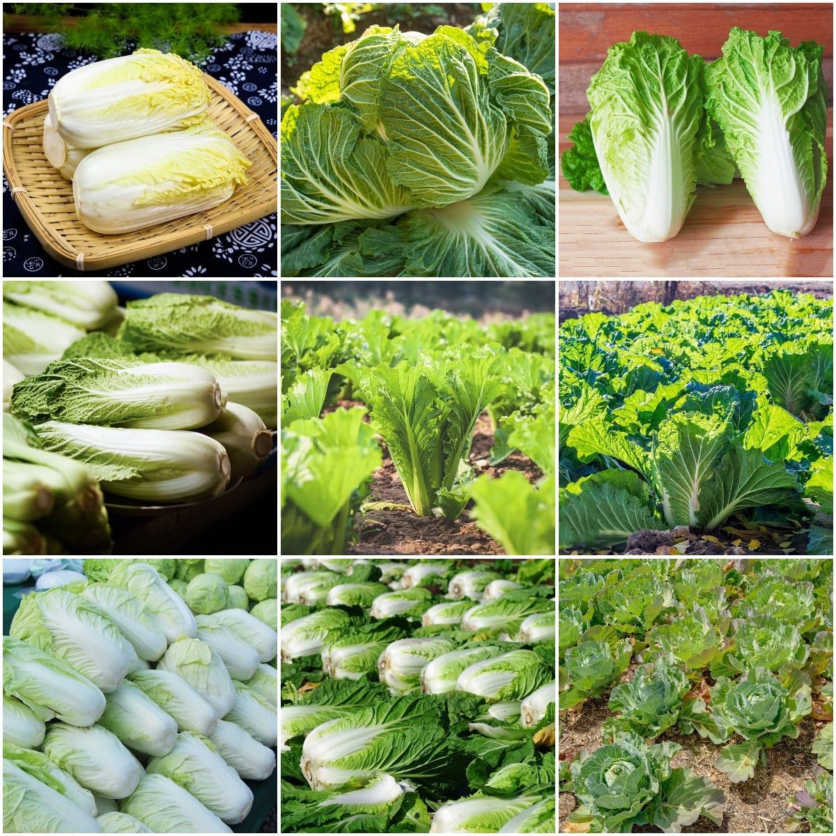 Chinese cabbage – 30+ Seeds - Image 4
