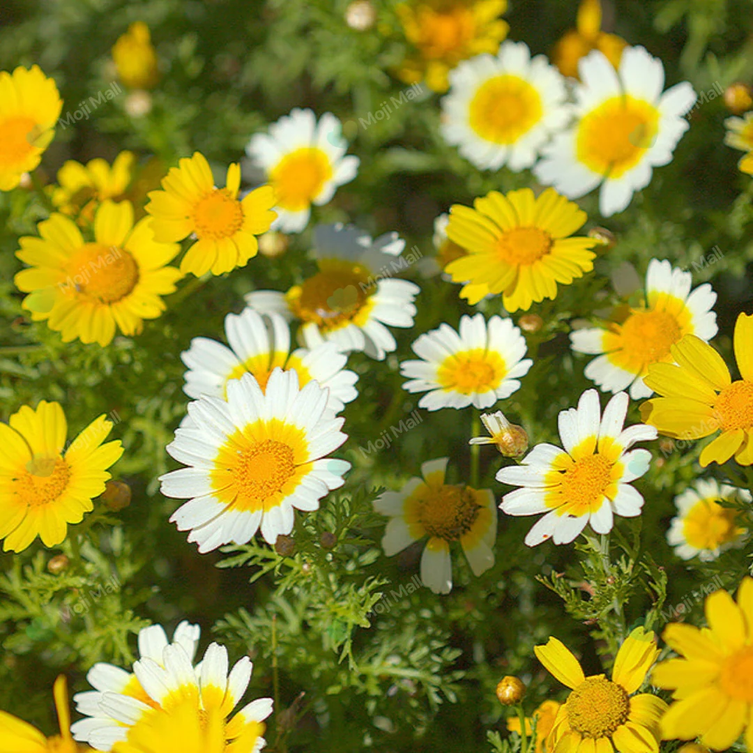 Chrysanthemum Double – 35+ Seeds (WINTER)