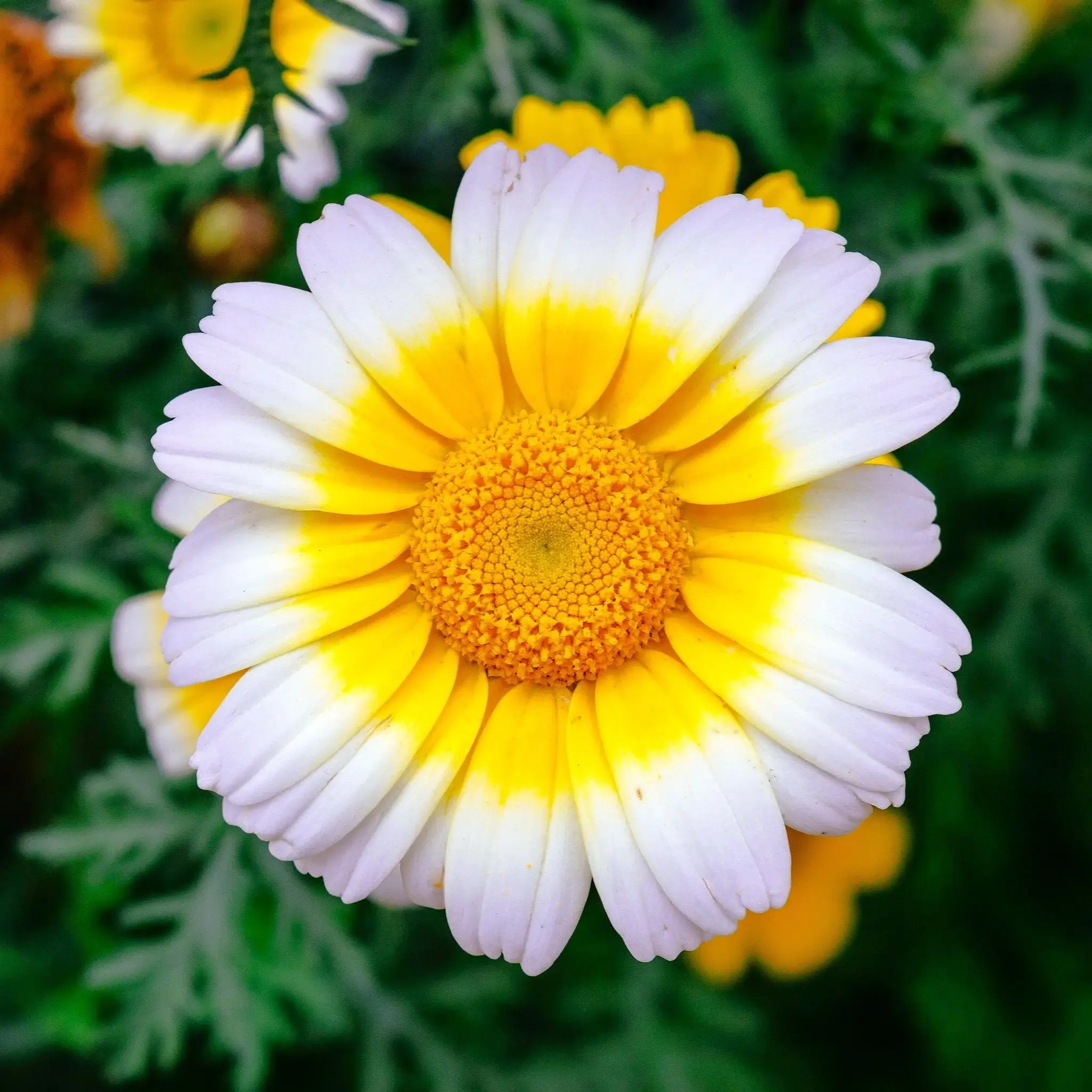 Chrysanthemum Double – 35+ Seeds (WINTER) - Image 2