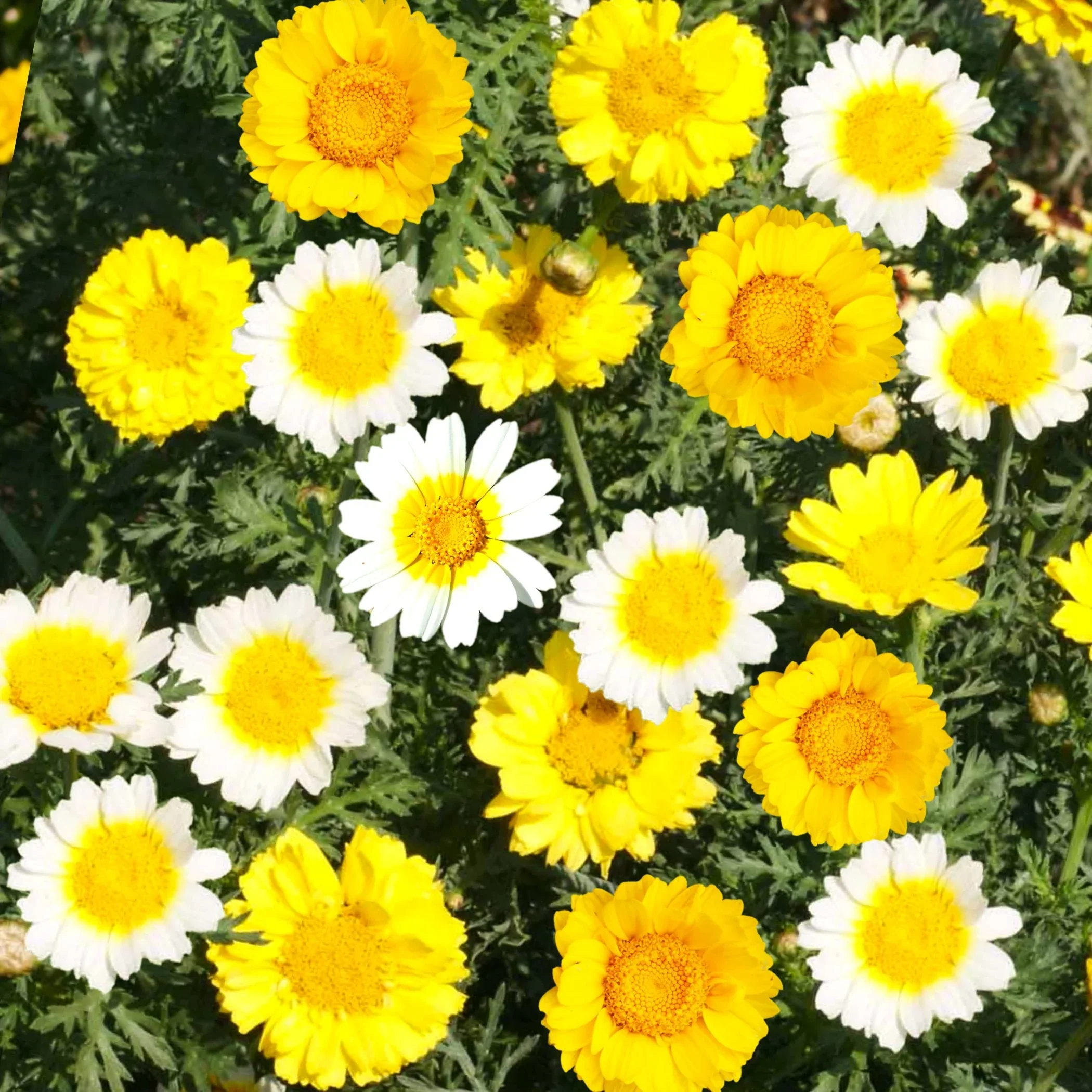 Chrysanthemum Double – 35+ Seeds (WINTER) - Image 3
