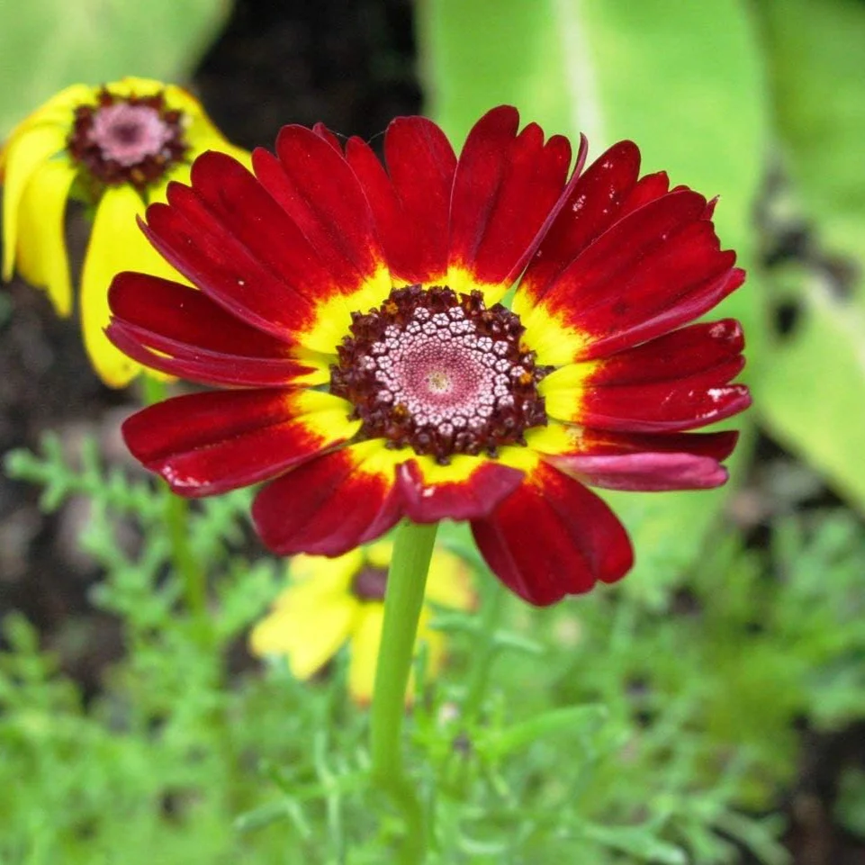 Chrysanthemum (گل داؤدی) Rainbow – 35+ Seeds (WINTER) - Image 3