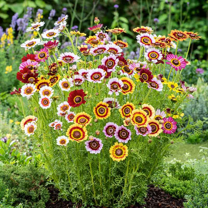 Chrysanthemum (گل داؤدی) Rainbow – 35+ Seeds (WINTER) - Image 4