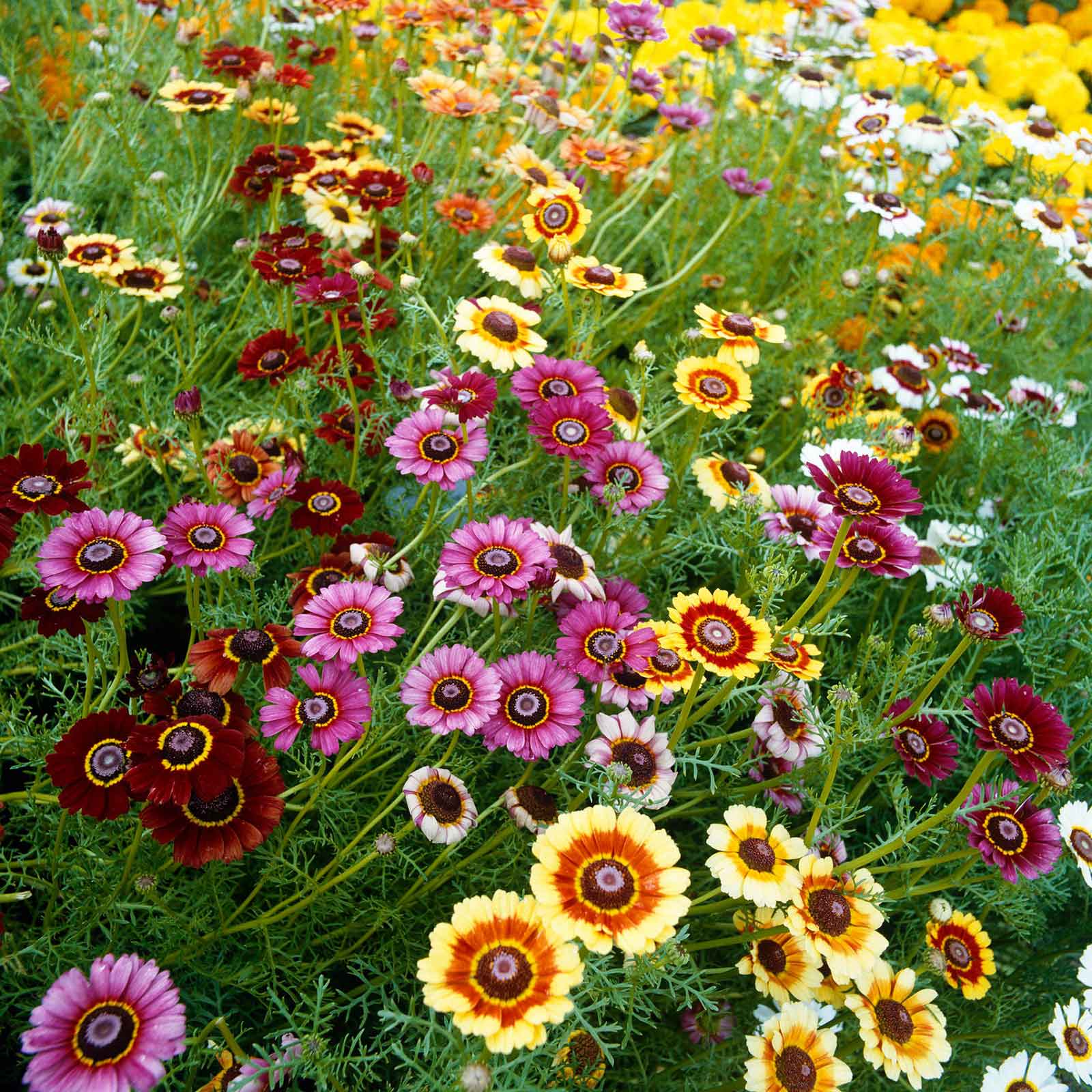 Chrysanthemum (گل داؤدی) Rainbow – 35+ Seeds (WINTER) - Image 5