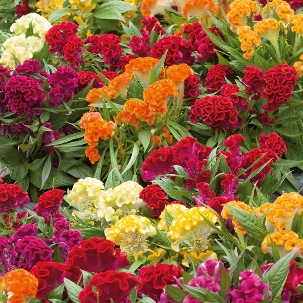 Cockscomb Mix – 70+ Seeds