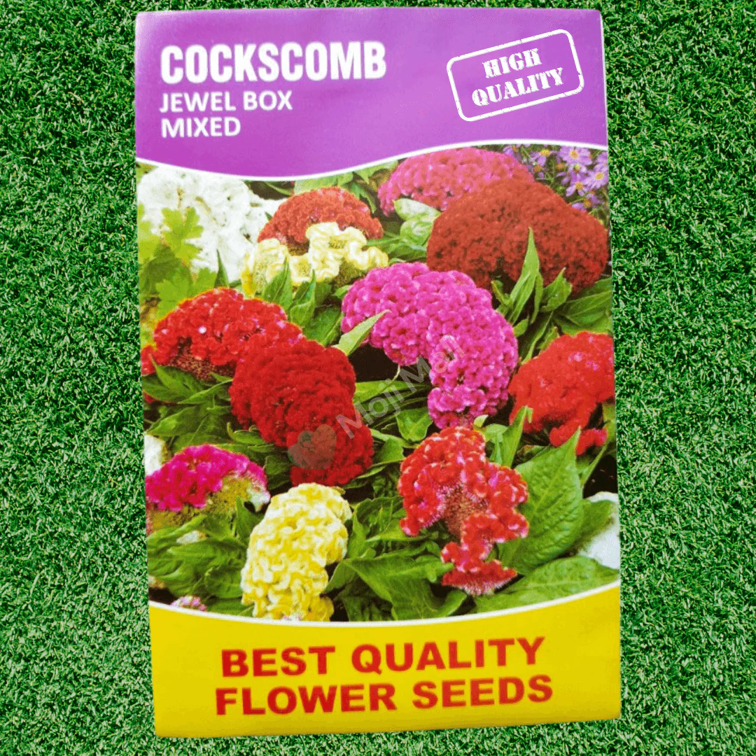 Cockscomb Mix – 70+ Seeds - Image 2