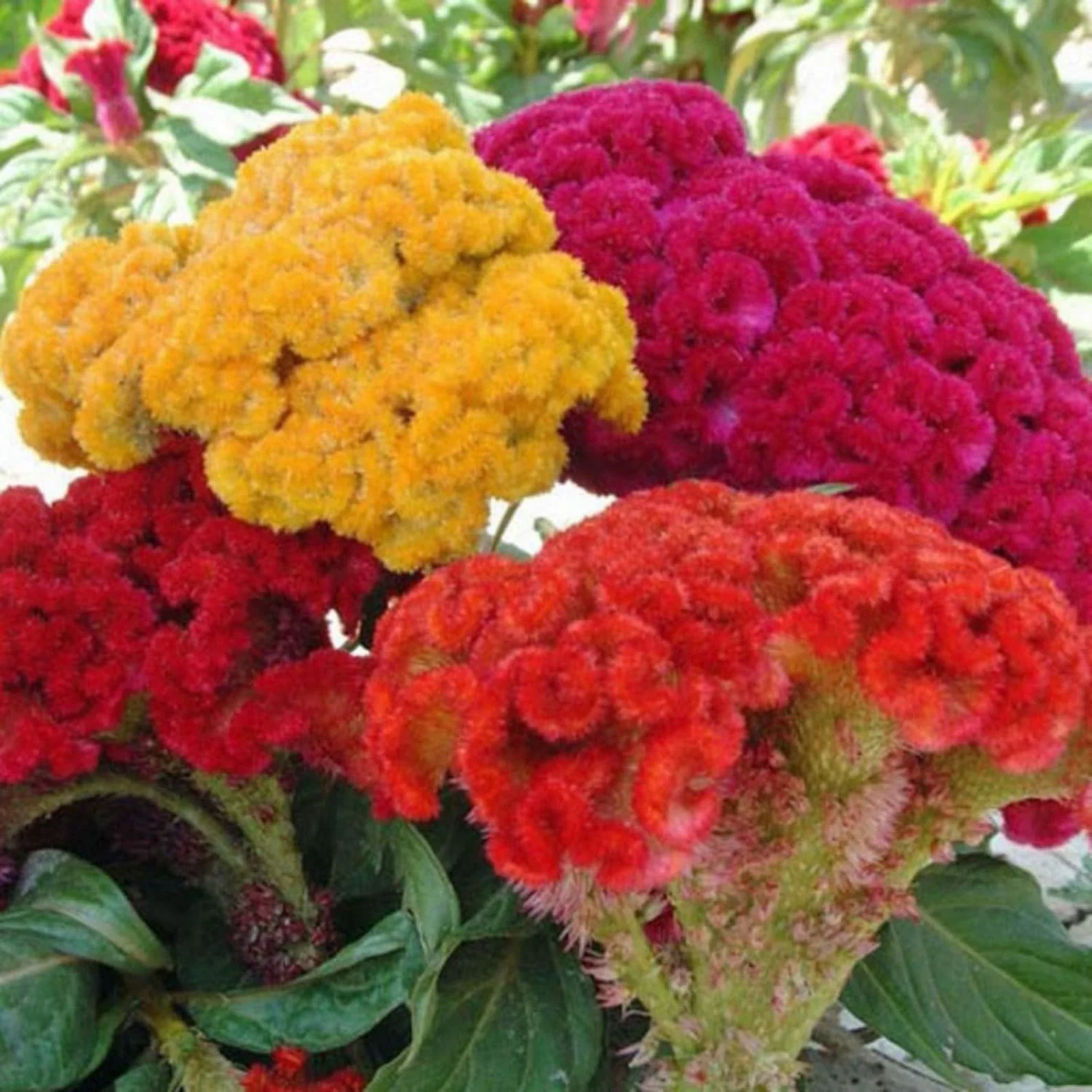 Cockscomb Mix – 70+ Seeds - Image 3