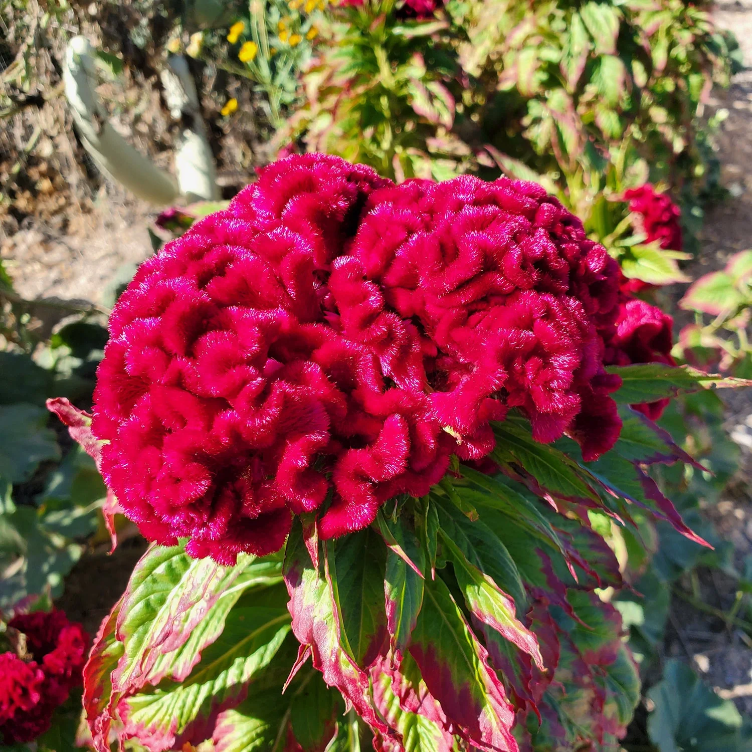 Cockscomb Mix – 70+ Seeds - Image 4