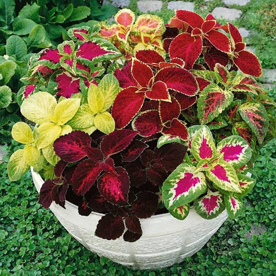 Coleus (Rainbow Mix) 100+ Seeds