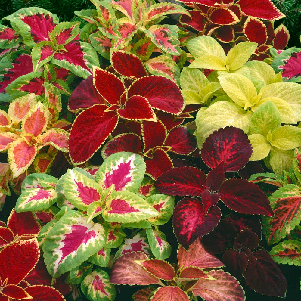 Coleus (Rainbow Mix) 100+ Seeds - Image 2