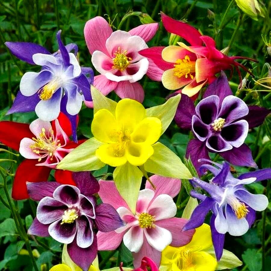 Columbine Mix – 50+ Seeds
